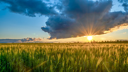 sunset over wheat field. blue sky and sun over the field.の写真素材