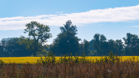 view of amazing field and blue sky from afar.の写真素材