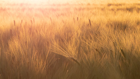 Golden barley field and sunset sky, landscape of agricultural grain.の写真素材