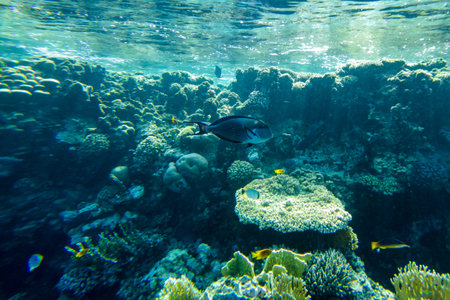 Beautiful colorful coral reef in the red sea.