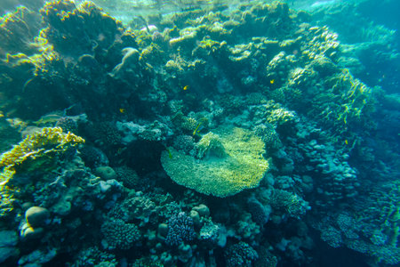 Beautiful colorful coral reef in the red sea.の写真素材