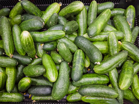 Cucumber background. Close-up of fresh long cucumbers on the store counter.の写真素材