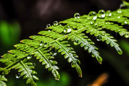 Water drops on a fern leaf in the rain, natural background. Generative AI.の素材