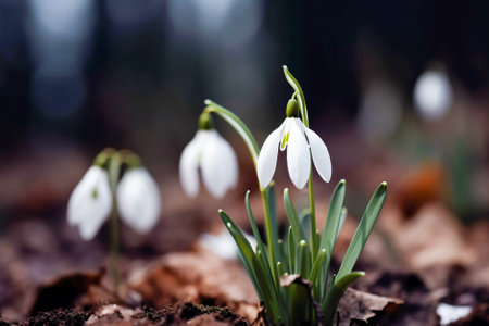 Beautiful snowdrop flowers blooming in the forest. early spring. Generative AI.の素材