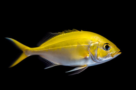 Yellow fish isolated on a black background. Generative AI.の素材