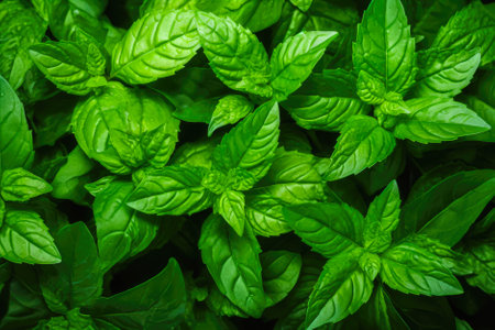 fresh mint leaves background. Mint leaves background. Mint leaves top view. Generative AI.の写真素材