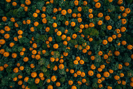 A drone shot of a field of pumpkins. The orange pumpkins stand out against the green leaves.の素材