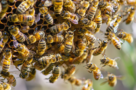 A group of bees are flying around a hive. The bees are busy and focused on their tasksの素材