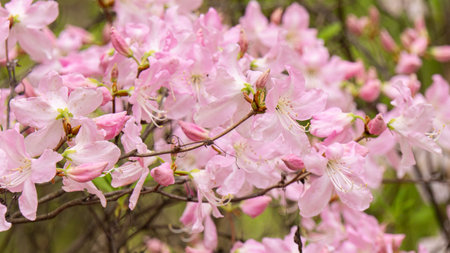 A pink flowering tree rhododendron with pink blossoms. The tree is full of pink flowers and has green leavesの写真素材