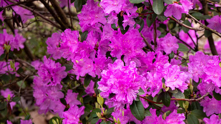 A bunch of rhododendron of purple flowers with yellow centers. The flowers are in full bloom and are very prettyの写真素材