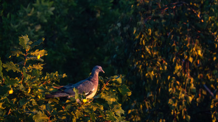 A pigeon is perched on a tree branch in a forest. The bird is looking down at the groundの写真素材