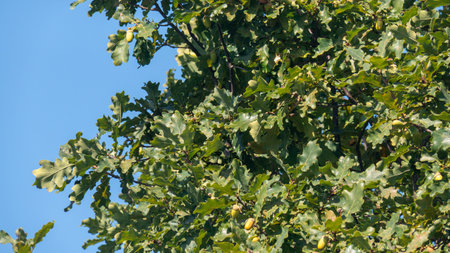 A tree with many acorns on it. The sky is blue and clearの写真素材
