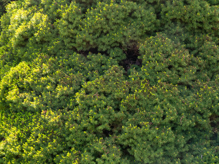 A lush green bush with many branches and needles.の写真素材