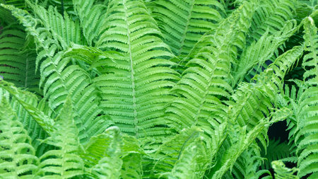 A lush green fern with many leavesの写真素材