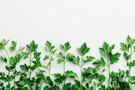 A row of green herbs with a white background. The herbs are fresh and vibrant, giving the image a lively and healthy feelの素材