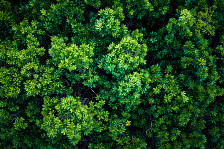 A lush green forest with many trees and leavesの素材