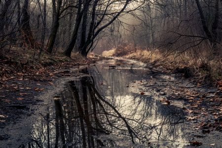 A forest path with a stream of water running through it. The water is murky and the leaves on the ground are brown. Scene is somber and melancholicの素材