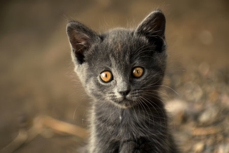 A kitten with yellow eyes is staring at the camera. The kitten is small and cute, with a black and gray coat. The image has a warm and friendly mood, as the kitten appears to be curiousの素材