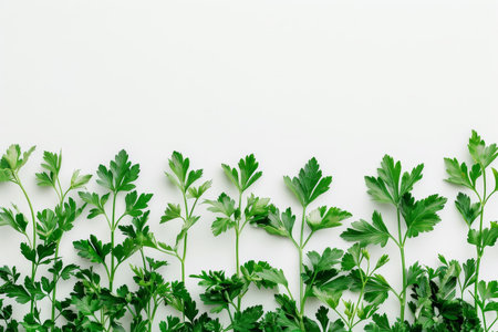 A row of green herbs with a white background. The herbs are fresh and vibrant, giving the image a lively and healthy feelの素材