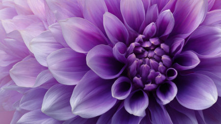 A vibrant purple flower reveals its stunning petals and intricate center under gentle light captivating viewers.の素材