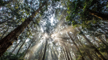 The sun is shining through the trees, creating a beautiful and peaceful atmosphere. The light is filtering through the leaves, casting a warm glow on the forest floor. The scene is serene and calmingの素材