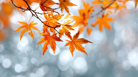 Vibrant orange leaves hang delicately on branches capturing the essence of fall.の素材