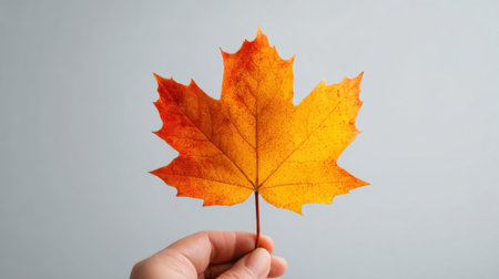 A hand displays a stunning orange maple leaf showcasing the beauty of fall colors.の素材