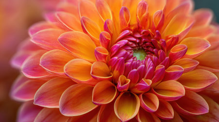 A dahlia flower bursts with color featuring radiant orange and pink petals under warm spring light.の素材