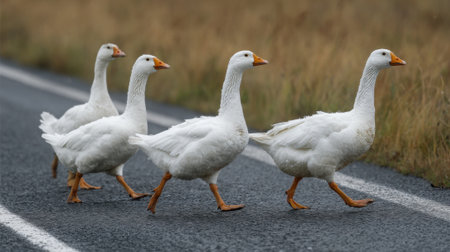Four white geese trot across a narrow country road moving in a straight line. The scene is set against a backdrop of soft grass and an overcast sky.の素材