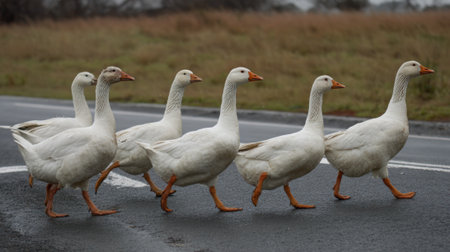 A group of six white geese walks confidently across a quiet road. The scene captures rural life with the geese making their way through the landscape.の素材