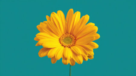 A single bright yellow flower with layered petals is displayed against a bold teal backdrop. The flowers vibrant color contrasts beautifully with the cool background, highlighting its features.の素材