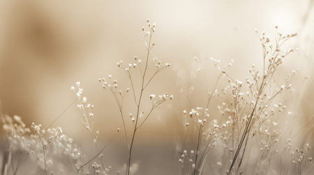 Small white flowers with slender stems grace a serene meadow at dawn bathing in warm light.の素材