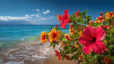 Hibiscus flowers display bright red and orange colors along a sandy beach. Clear blue ocean waves gently lap at the shore under a bright blue sky filled with fluffy clouds.の素材