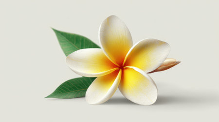A plumeria flower showcases its delicate white petals with a bright yellow center surrounded by lush green leaves. This vibrant flower exudes tropical beauty and elegance.の素材