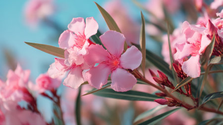 Vibrant pink oleander flowers in bloom against a clear blue sky.の素材