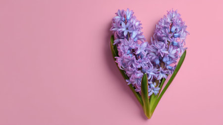 Purple hyacinths arranged in heart shape on pink background.の素材
