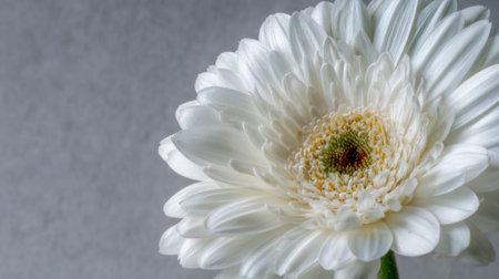 Close-up of white gerbera daisy against gentle gray background.の素材