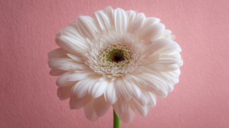 White gerbera daisy against soft pink background.の素材