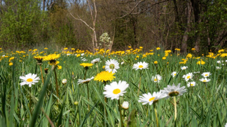 Spring meadow with daisies and dandelions in bloom.の素材