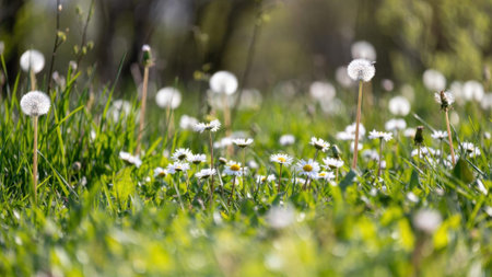 Dandelions and daisies in a sunny field of green grass.の素材