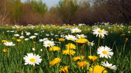 Sunny spring meadow with blooming daisies and dandelions under clear blue sky.の素材