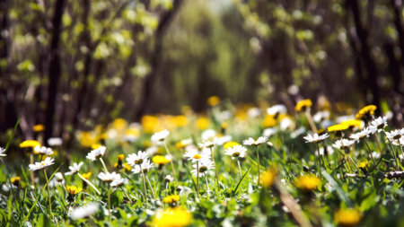 Tranquil spring meadow with blooming daisies and dandelions in sunlight.の素材