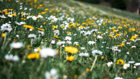Vibrant meadow of white and yellow wildflowers in bloom.の素材
