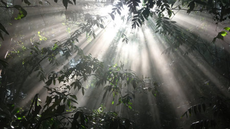 Sunlight streaming through lush green tropical forest canopy.の素材