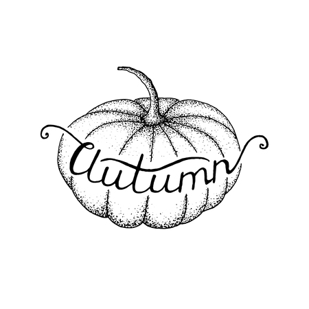 Pumpkin season. Autumn lettering. Different varieties of pumpkins. Sketches of orange pumpkins.のイラスト素材