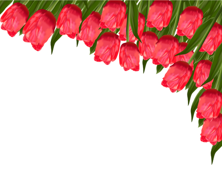 Pink tulips on white illustrationのイラスト素材