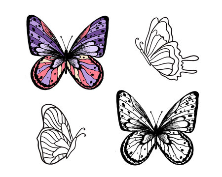 Butterfly Set. Vector illustration. Elegant butterfly logo for feminine business.のイラスト素材