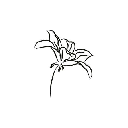 Abstract flower drawn by hand in a continuous line. Minimalist style. Spring floral design elementのイラスト素材