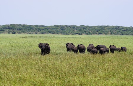 herd of elephants in Maputo Special Reserve Mozambique Africaの写真素材
