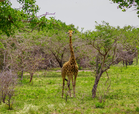 Giraffe in savanna mozambiqueの写真素材